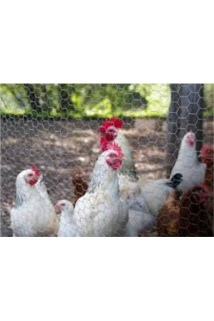 ✅ Malla gallinero 2" x 1.65m x 25m. Exxel